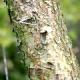 Zelkova serrata - Brzostownica japońska